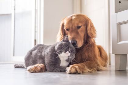 Todo lo necesario para cuidar y mimar a nuestros animales está en Puppis.