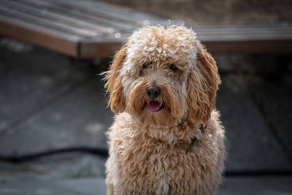 Todo lo que hay que hacer con un perro callejero