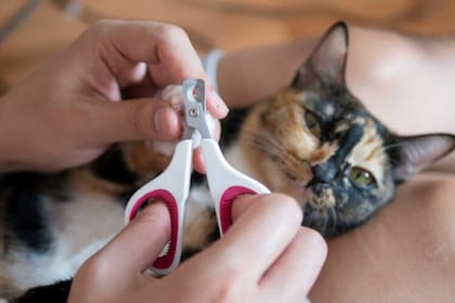 Todo lo que hay que saber antes de cortarle las uñas a un gato