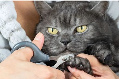 Todo lo que hay que saber antes de cortarle las uñas a los gatos