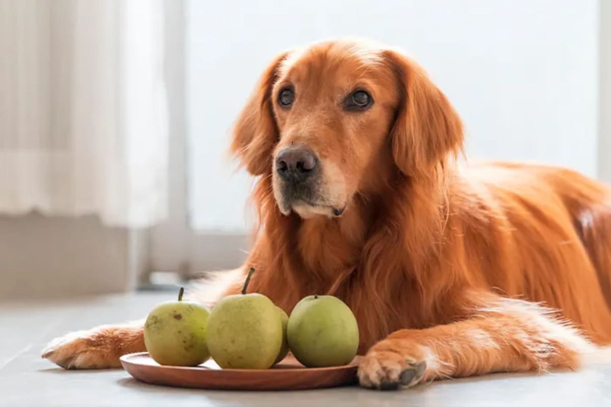 Todo lo que hay que saber para garantizar la nutrición de las mascotas