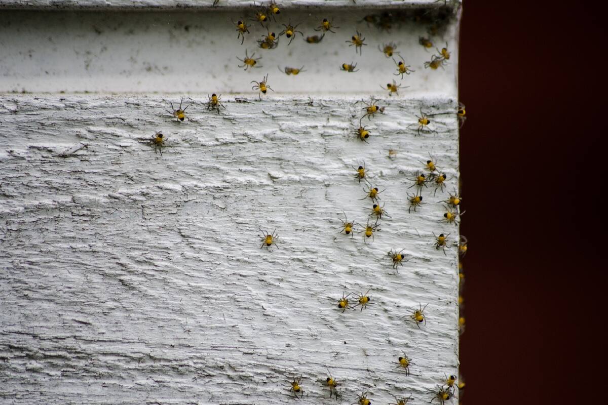 Todo lo que necesitas saber sobre la temporada de arañas en California