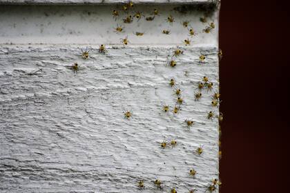 Todo lo que necesitas saber sobre la temporada de arañas en California