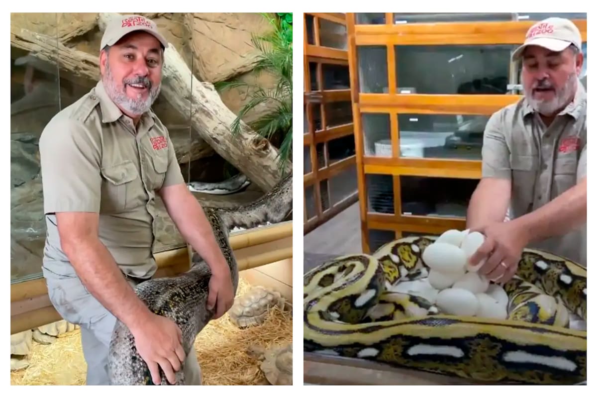 Todo ocurrió mientras Jay Brewer manipulaba los huevos del reptil