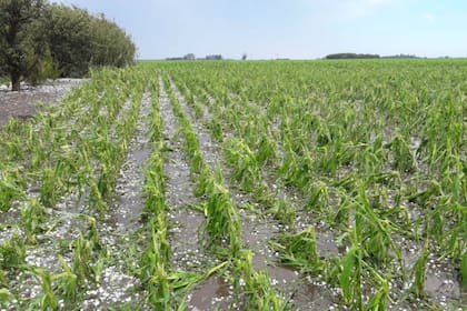 Todo perdido. Así quedóun lote de maíz en la zona de Villa Cañás