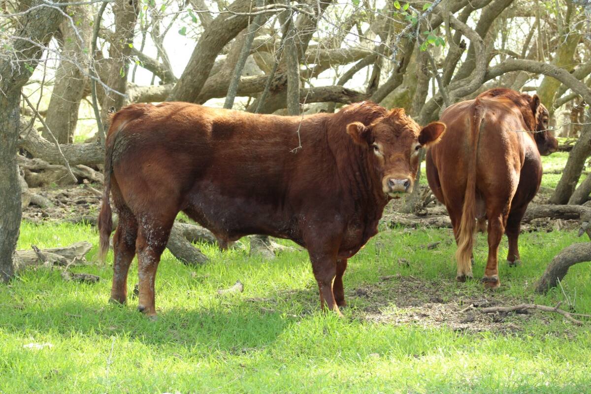 Todo toro que ingresa debe revisarse siempre