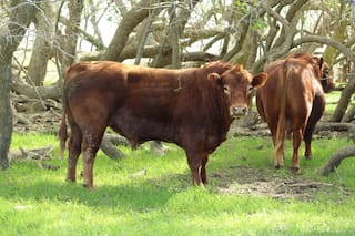 El abecé del buen manejo ganadero durante septiembre