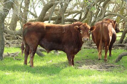 Todo toro que ingresa debe revisarse siempre