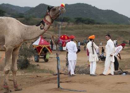 Todos los años en noviembre se realiza la feria de los camellos