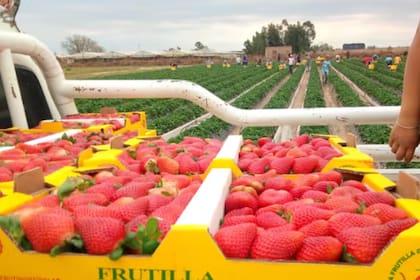 Todos los años los plantines llegan desde El Maitén y se trasplantan a partir de abril. Ya en junio y hasta diciembre, a mano, se realiza la cosecha