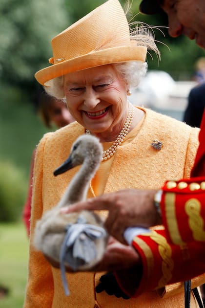 Todos los cisnes son propiedad de la reina, los censan y les realizan chequeos médicos.