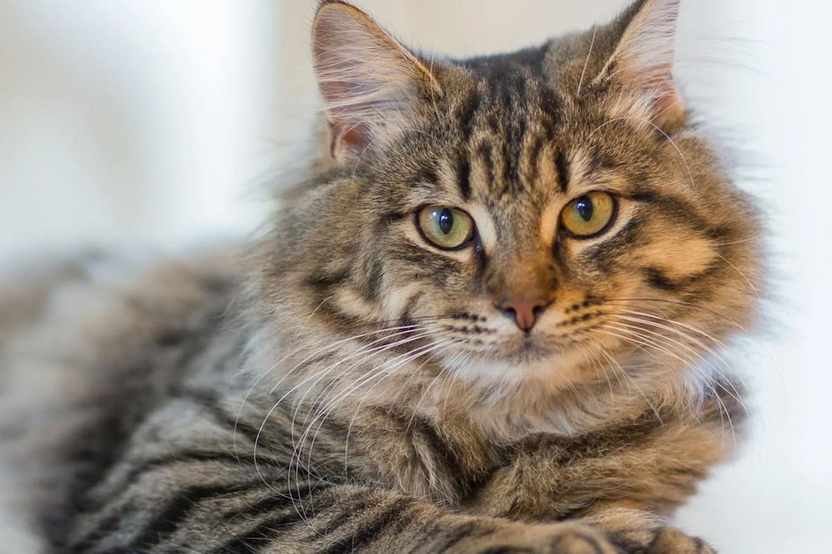 Todos los detalles sobre la longevidad de los felinos