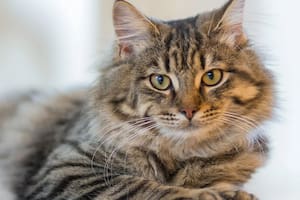 Todos los detalles sobre la longevidad de los felinos
