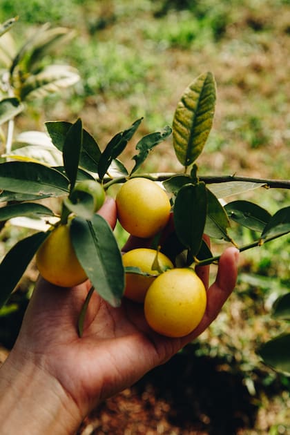 Todos los frutales de la huerta son cítricos y los limones sutiles fueron pensados principalmente para las barras de trago de los restaurantes.