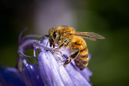 Todos los significados detrás de la aparición de abejas en el hogar son positivos