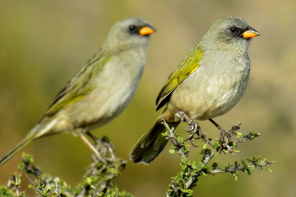 Yetapá de Collar, un ave con cola extravagante (son como dos largas plumas). Habita en los pastizales del noreste del país, en Corrientes, Chaco y Formosa.