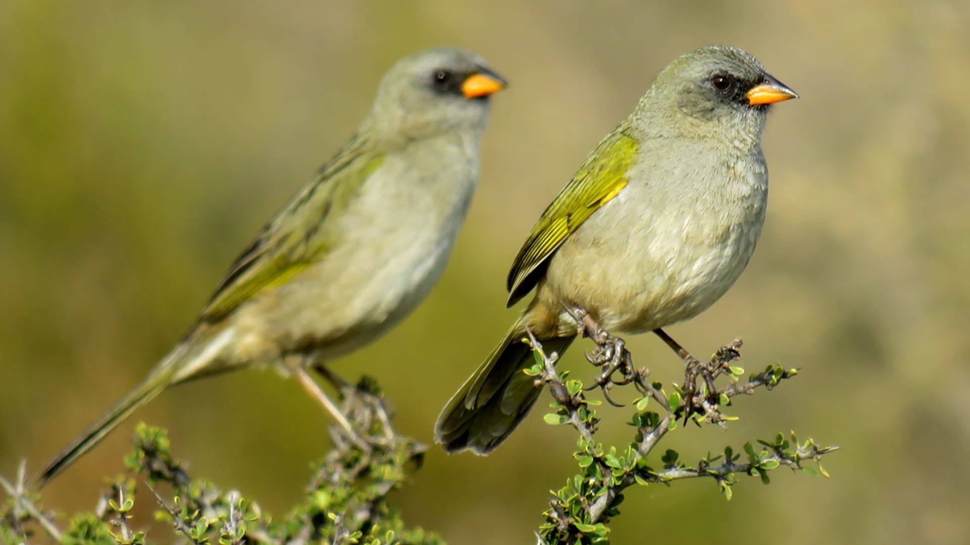 Yetapá de Collar, un ave con cola extravagante (son como dos largas plumas). Habita en los pastizales del noreste del país, en Corrientes, Chaco y Formosa.