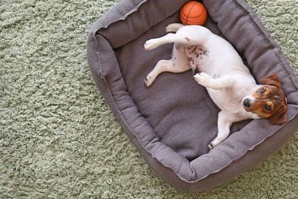 Todos los tips para comprar la mejor cama para tu perro