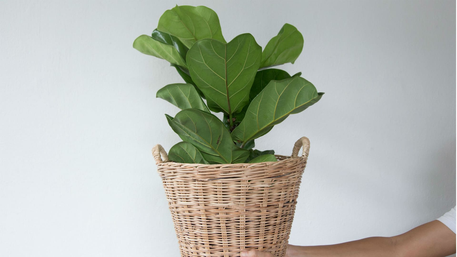 Ficus pandurata, una de las plantas preferidas por las revistas de decoración de interiores