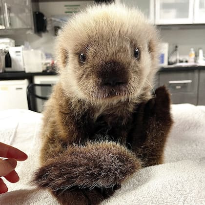 Tofino, la cachorra de nutria marina que enamoró a todos en las redes