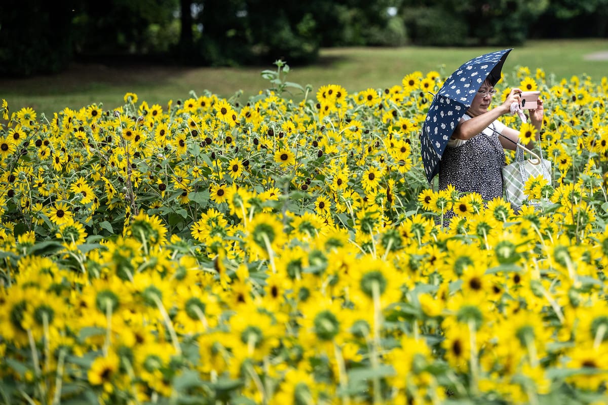 Tokio, Japón. Edición fotográfica de Jesica Rizzo