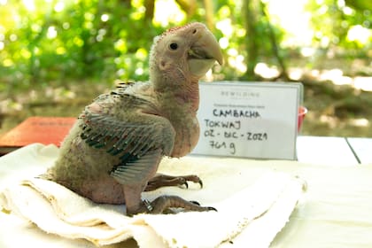 Tokwaj de pichón.