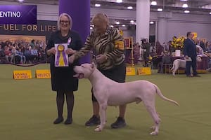 La historia de Toky, el Dogo Argentino que se consagró en el certamen canino más prestigioso