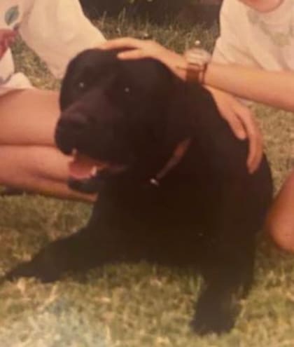 Tom, el perro de María Marta, que desapareció de la casa de la víctima y que, según testigos, estuvo en poder de Pachelo