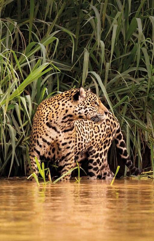 Entre los juncos y el río, Medrosa, una de las hembras de yaguareté que se deja ver en Pantanal