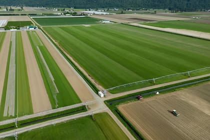 Toma aérea de los campos de Bos Sod Farms, la empresa que tiene contrato para cultivar césped utilizado en el Mundial. La foto fue tomada el sábado 9 de mayo de 2026 en Abbotsford, Canadá (Darryl Dyck/The Canadian Press via AP)