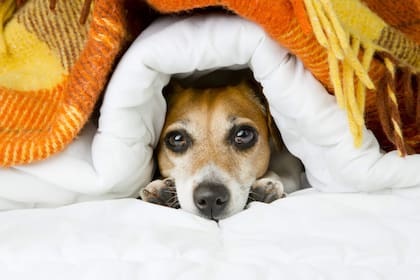 Tomar medidas para proteger a tu perro del frío es fundamental para su bienestar