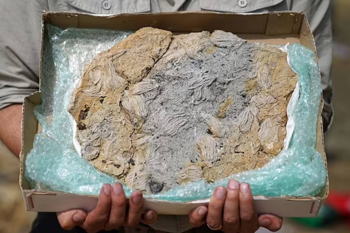 Tomaron una placa del suelo y descubrieron una colección de lirios marinos, estrellas pluma y estrellas de mar