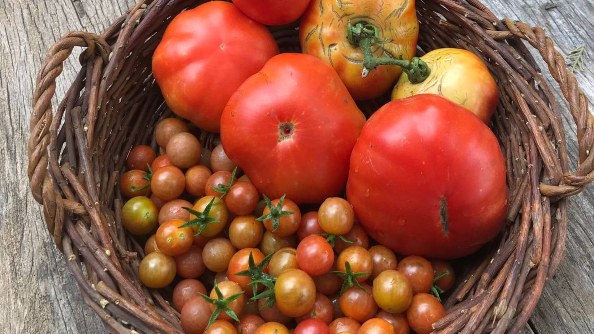 tomates