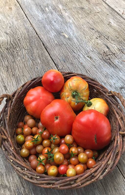 tomates