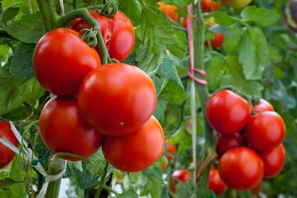 Según el Indec, el kilo de tomate bajó un 33% en noviembre.