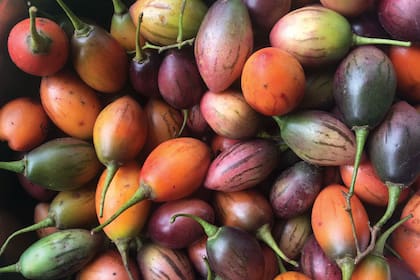 Tomate de árbol o chilto, fruto nativo de la Argentina, comestible. Posee un sabor agridulce, único y refrescante