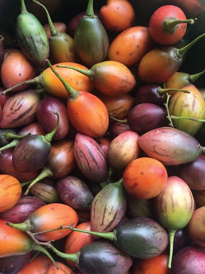 Tomate de árbol o chilto, fruto nativo de la Argentina, comestible. Posee un sabor agridulce, único y refrescante.
