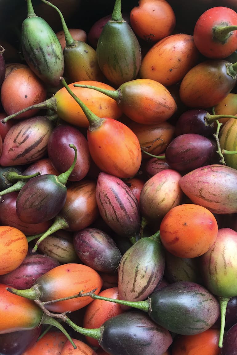 Tomate de árbol o chilto, fruto nativo de la Argentina, comestible. Posee un sabor agridulce, único y refrescante.