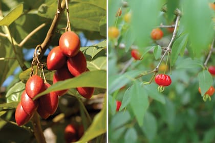 Tomate de árbol o chilto (izquierda): es un fruto nativo que crece muy bien bajo dosel o protección de otros árboles. Ñangapirí: es un arbusto perenne que pertenece a la familia Myrtaceae.
