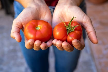 Tomate de súper sin gusto (a la izquierda) y el de la huerta, recién cosechado (a la derecha)