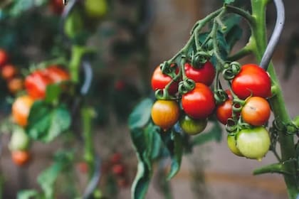 Tomatera. Markus Spiske/Unspalsh, CC BY