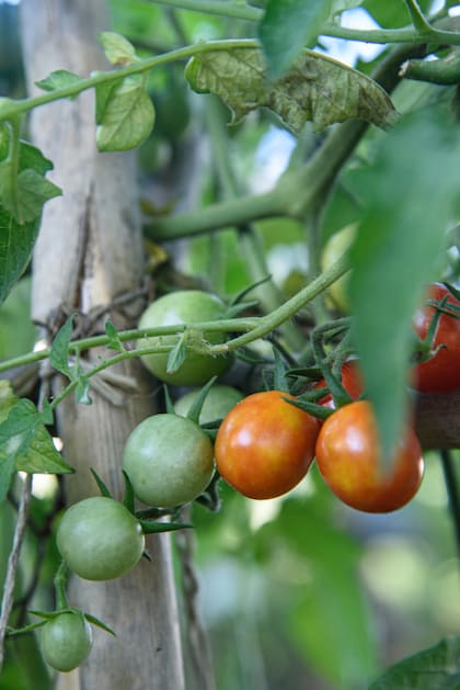 Tomates, las estrellas de la huerta de primavera-verano