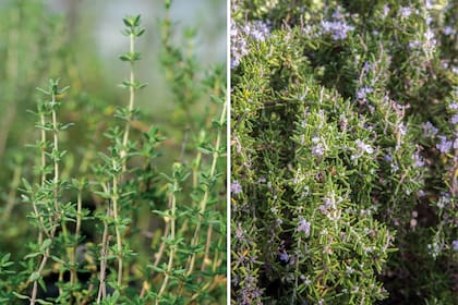 Tomillo (izquierda) y romero (derecha). Dos plantas que, además de sus cualidades terapéuticas, lucen en las huertas y atraen insectos benéficos.