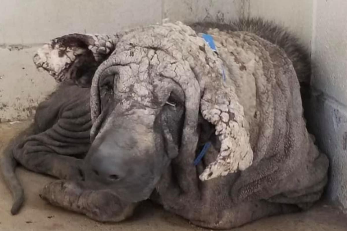 Tomó varios meses y muchos tratamientos psicológicos y médicos curar al animal