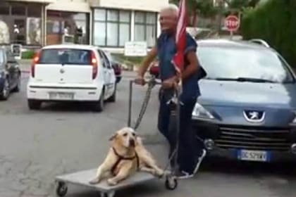Tonino pasea a Dylan todos los días desde que el perro padece artritis en sus patas traseras, y no puede caminar