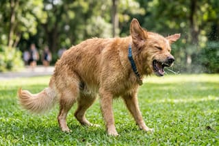 Tony Silvestre, adiestrador de perros: “Cuando estornudan no están enfermos, sino que expresan un estado de ánimo”