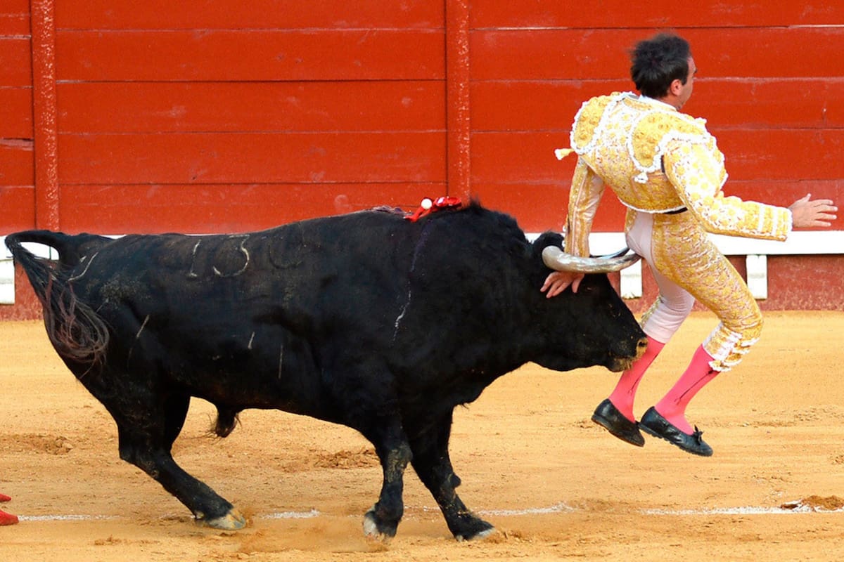 toro