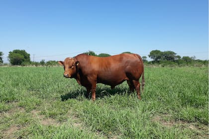 Toro Bonsmara