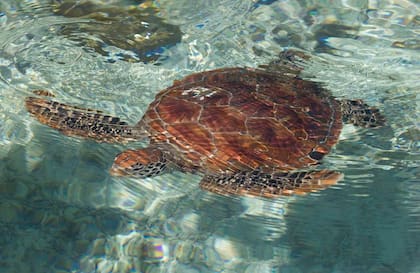 Tortuga de agua en Bora Bora.