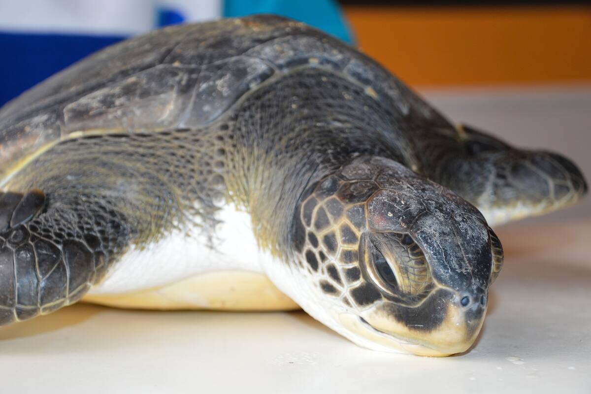Tortuga marina con obstrucción estomacal por plásticos en la Centro de Rescate de la Fundacion Mundo Marino